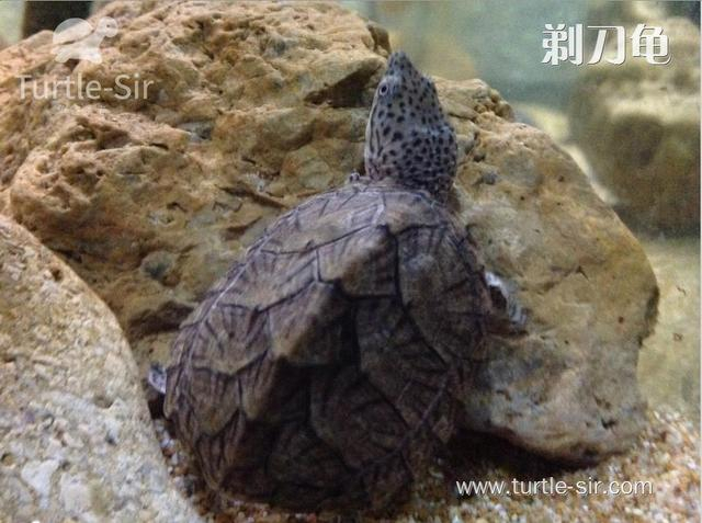 剃刀龟如何安全饲养?