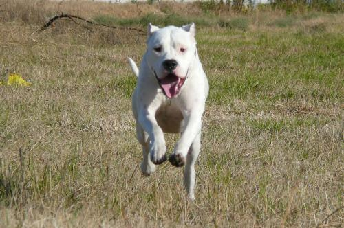 10个充满爆发力的猎犬品种 最后一个出乎意料