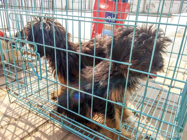 实拍安徽萧县狗市,流浪狗、流浪猫仅10元一只,看看有你喜欢的吗_新浪新闻