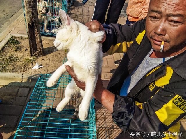 实拍安徽萧县狗市,流浪狗、流浪猫仅10元一只,看看有你喜欢的吗_新浪新闻