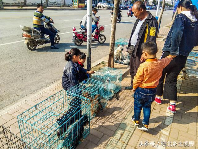 实拍安徽萧县狗市,流浪狗、流浪猫仅10元一只,看看有你喜欢的吗_新浪新闻
