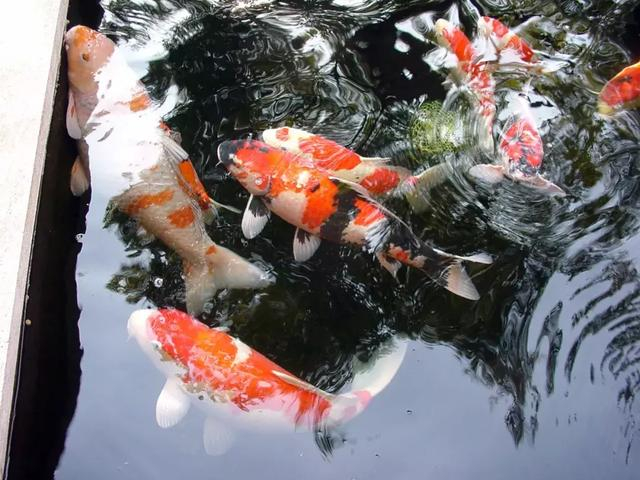 锦鲤掉鳞是怎么回事:锦鲤掉鳞怎么办,要怎么治疗呢?