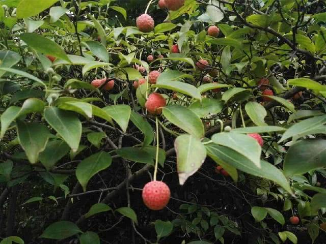 这果子外表像荔枝,能吃能泡酒,出20块一斤,你也不一定买得到|荔枝|水果|小孩子_新浪新闻