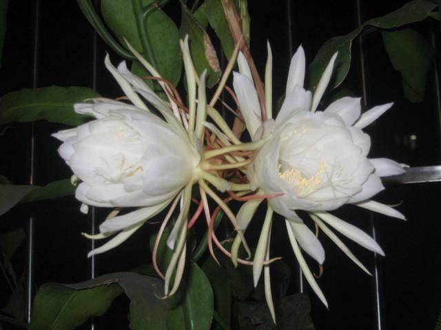 昙花为什么只在晚上开，而且又是“昙花一现”呢？原因是这样的