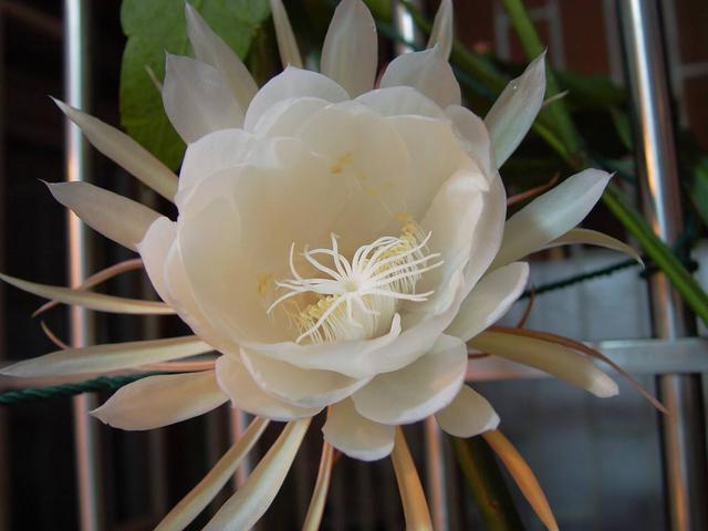 夜间开花不止昙花，这几种花月光下盛放，一个比一个美！