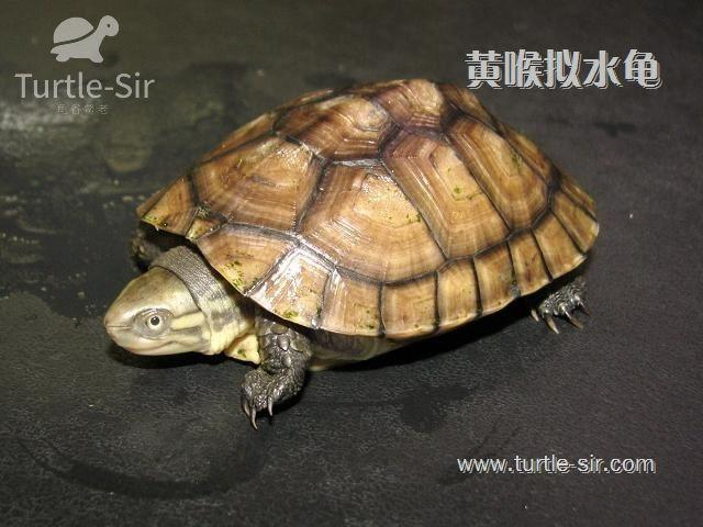 常见乌龟寿命统计，巴西龟居然是短命龟「龟谷鳖老」
