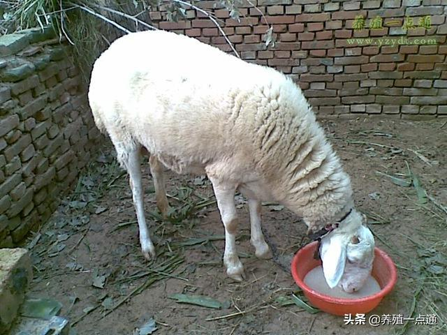 羊不吃东西是为什么？哪些原因会导致羊不进食？
