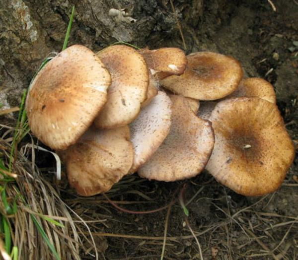 农村这4种野生菌,每一种都是农村人最爱,看看你认识几种|松蘑|肉蘑|野生菌|榛蘑|农村_新浪新闻