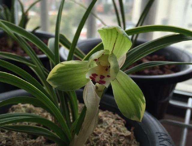 一款适合新手养的兰花，花艺双全、繁殖率高，勤花勤草，物美价廉