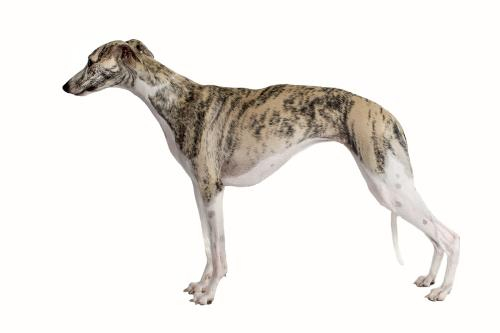 世界第一猎犬灵缇犬的杂交种，继承了灵缇犬的速度而且十分忠诚！|灵缇犬|猎犬|惠比特犬_新浪新闻