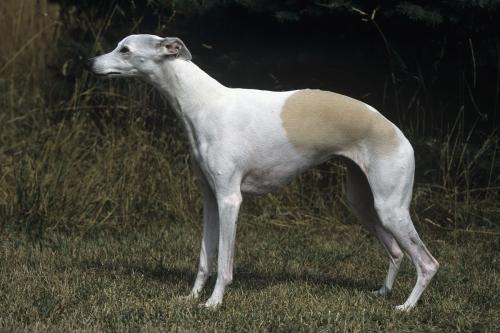 世界第一猎犬灵缇犬的杂交种,继承了灵缇犬的速度而且十分忠诚!|灵缇犬|猎犬|惠比特犬_新浪新闻