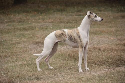 此犬被称为“小灵缇”,是奔跑速度最快的犬种之一,能力不输灵缇