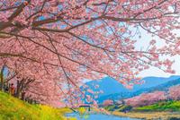 徐静波:美到令人窒息!日本这个地方很适合恋爱(图)