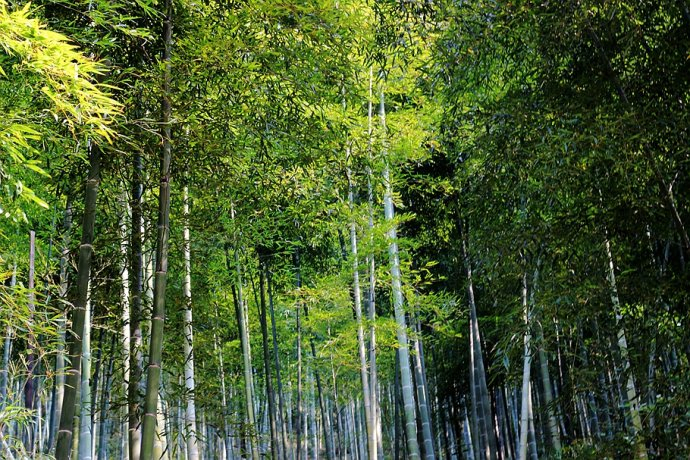 竹乡安吉报福镇石岭村又进入了砍毛竹的季节_新浪新闻