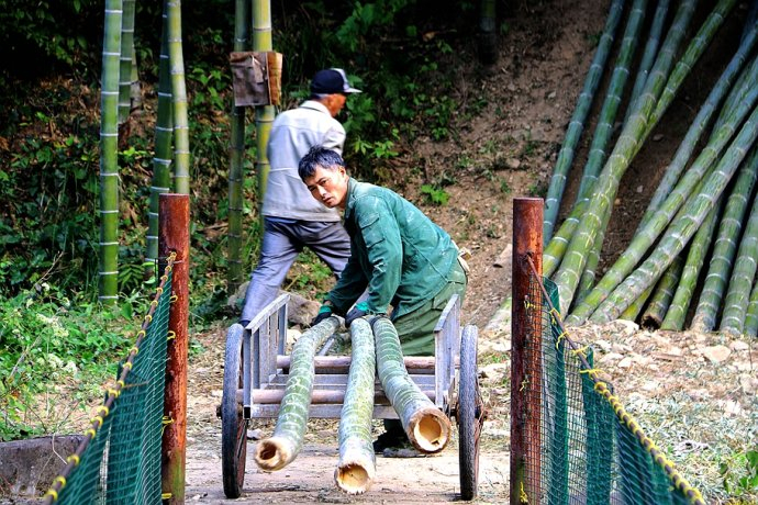 竹乡安吉报福镇石岭村又进入了砍毛竹的季节_新浪新闻