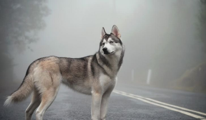 床都扔了哈士奇还能拆家,宠主想出妙招!