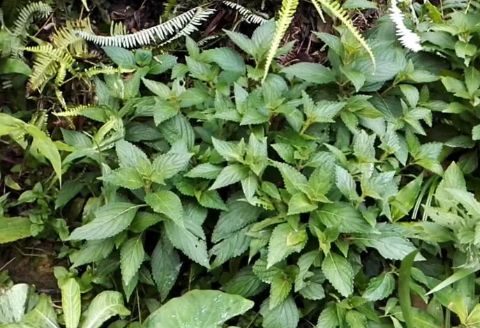 农村一种常见杂草,是一味极好民间中草药,可用炖鱼汤是一绝