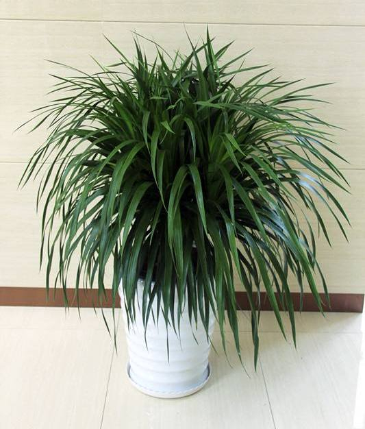 龙须树是观叶植物,寓意特别好,如何给龙须树换盆?