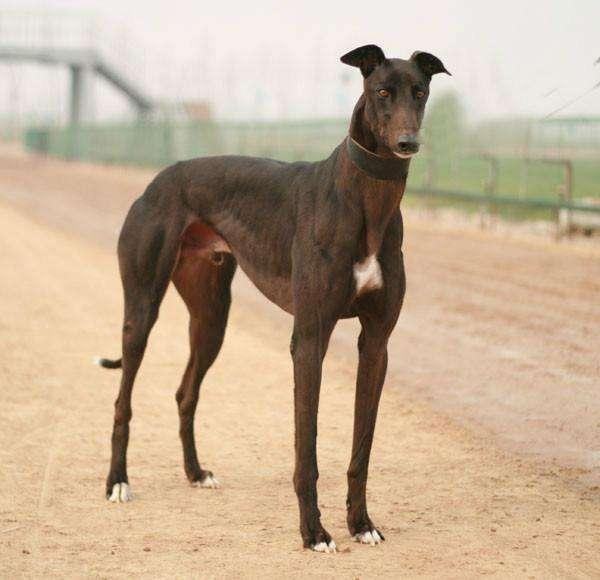 尴尬,一直以为细犬、灵缇犬是一个品种,看完可以区分明白了_新浪新闻