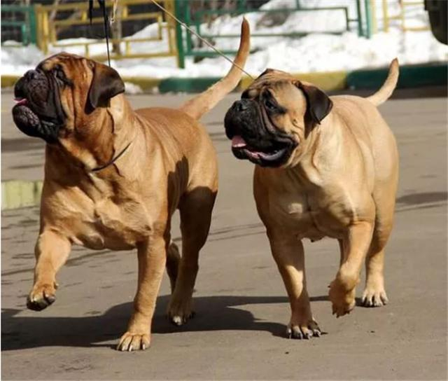 二十种世界猛犬大观，弥补你对猛犬的认知