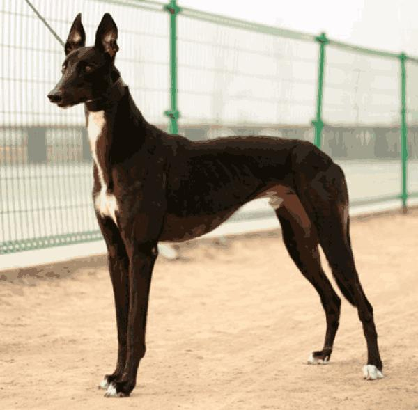 尴尬，一直以为细犬、灵缇犬是一个品种，看完可以区分明白了_新浪新闻