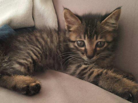 中国狸花猫堪称猫界里战斗力最强的猫！5个橘猫都不是它的对手！_新浪新闻