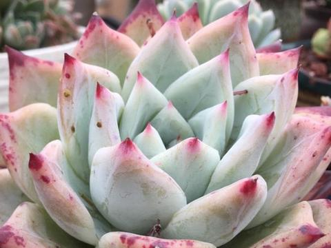 想把多肉植物养成老桩，在生长季换盆，事半功倍！