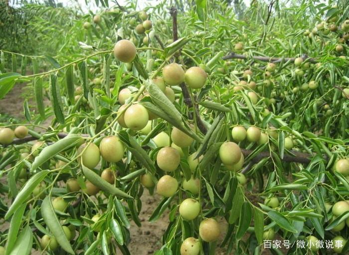 枣树的生长和结果习性以及生长的环境条件|果实|土壤|产量|树冠|发芽_新浪新闻