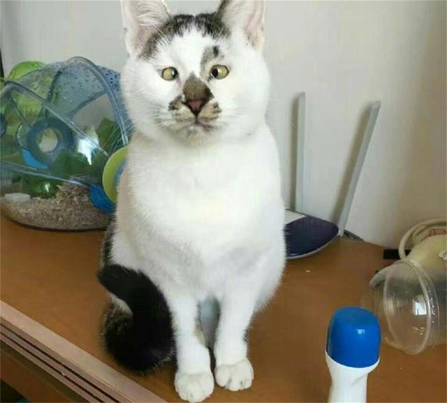 丑猫，每一个都丑的那么有特点！