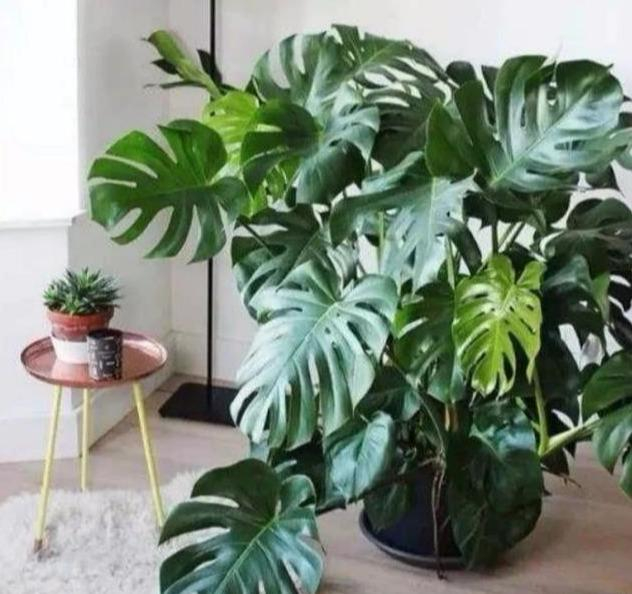 要养好龟背竹，先掌握好这三点，植株猛长，一年后就能长成树啦