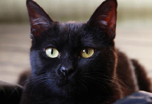 玄猫受伤了会自愈吗，玄猫受伤了能很快好吗
