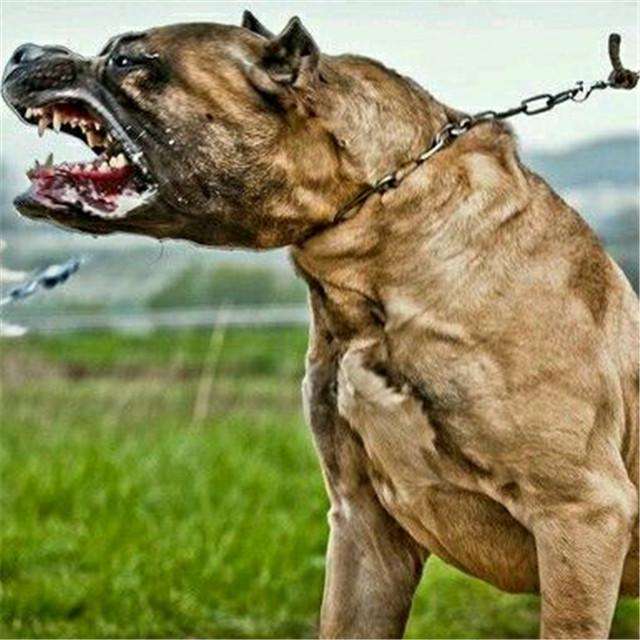 二十种世界猛犬大观，弥补你对猛犬的认知