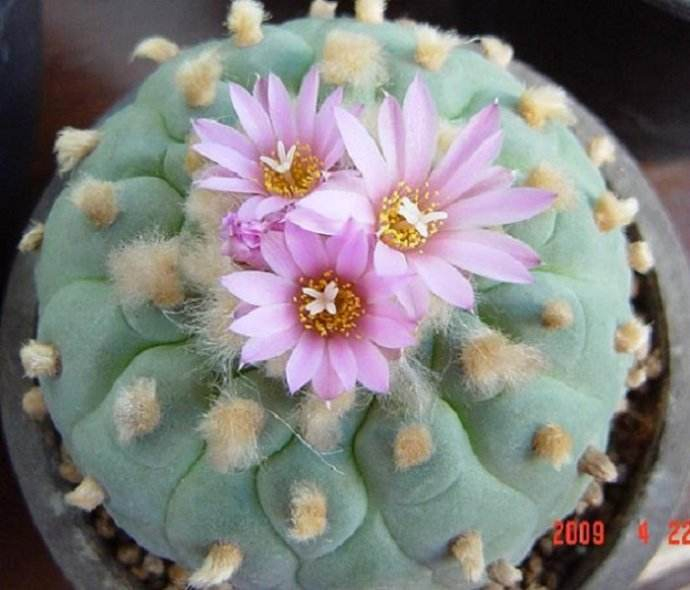 这些多肉植物圆圆的十分可爱但是有两种要对身体有害