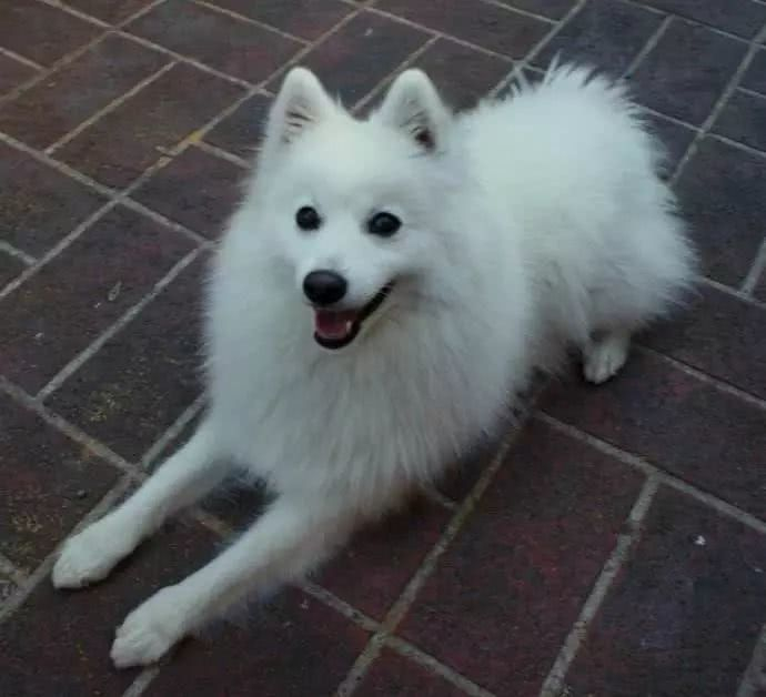 银狐犬:虽然很像,但我真的不是萨摩耶,你个假粉丝_新浪新闻