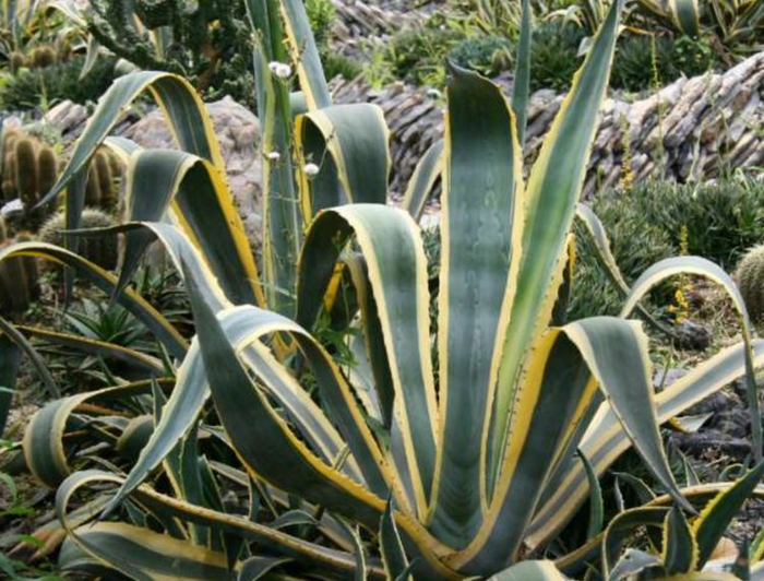 龙舌兰的种植养护小知识,您学会了吗