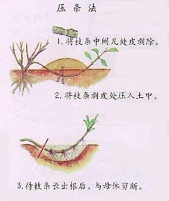 5种盆栽“压条”方法,不用剪枝不用嫁接,看完1种就会用,生根快|植物|枝干|枝条|植株|土壤_新浪新闻
