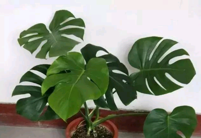 龟背竹气生根多了怎么办?植物长气生根是状态好的一种表现|_新浪新闻