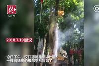 武汉气温有多高?枫杨树热得冒烟