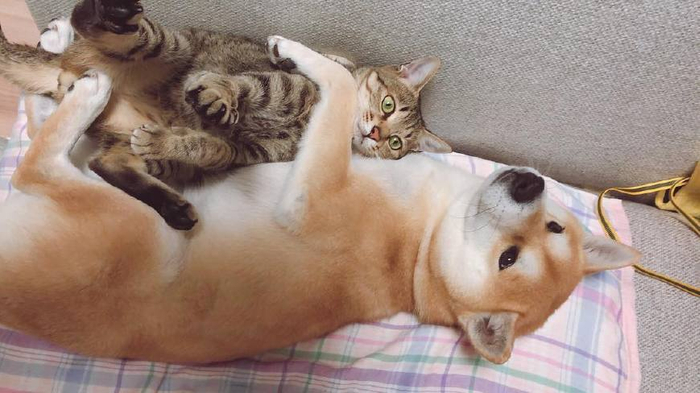 按照这三个步骤让猫咪和狗狗搞好关系,从此成为猫狗双全人生赢家