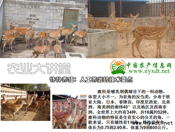 鸵鸟养殖行业的最新动态