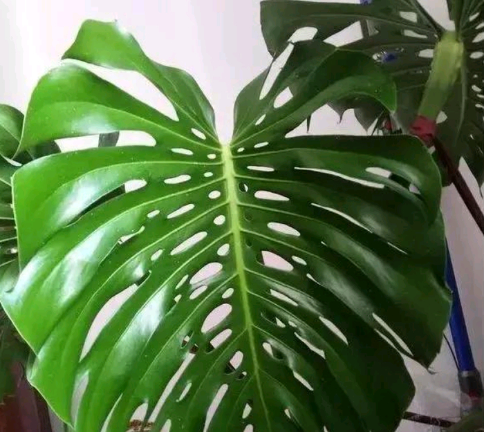 龟背竹气生根多了怎么办?植物长气生根是状态好的一种表现|_新浪新闻