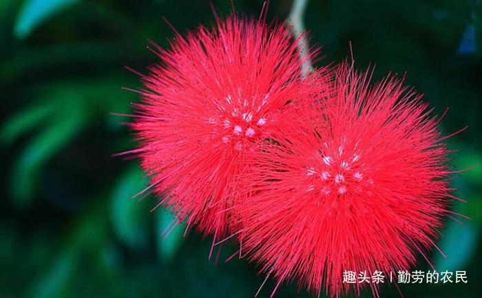 它的花朵像红绒球,常用来观赏,却不知树皮用处大,您需要了解下