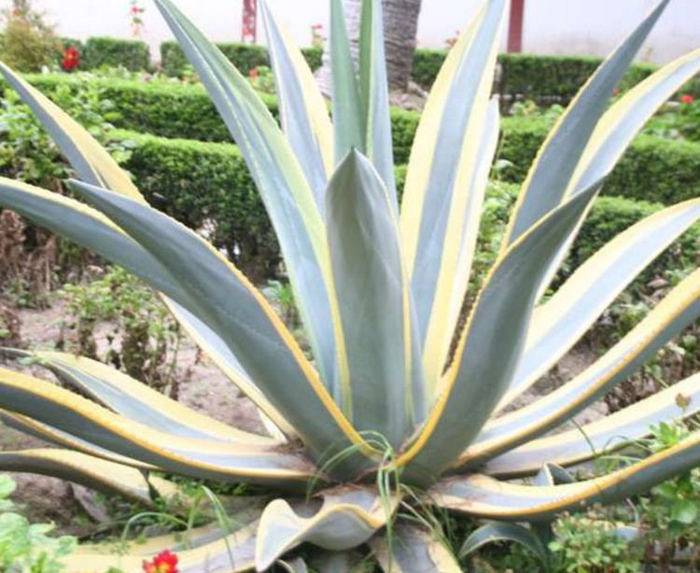 龙舌兰的种植养护小知识,您学会了吗
