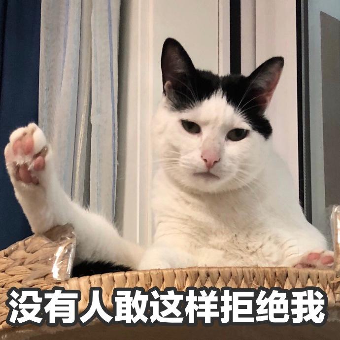 猫咪表情包:等下你就挨打了