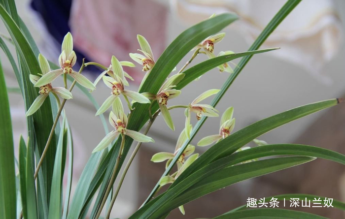 兰花盆里出现小黑飞,简单招数就可以灭掉!|兰友|兰花|兰花盆