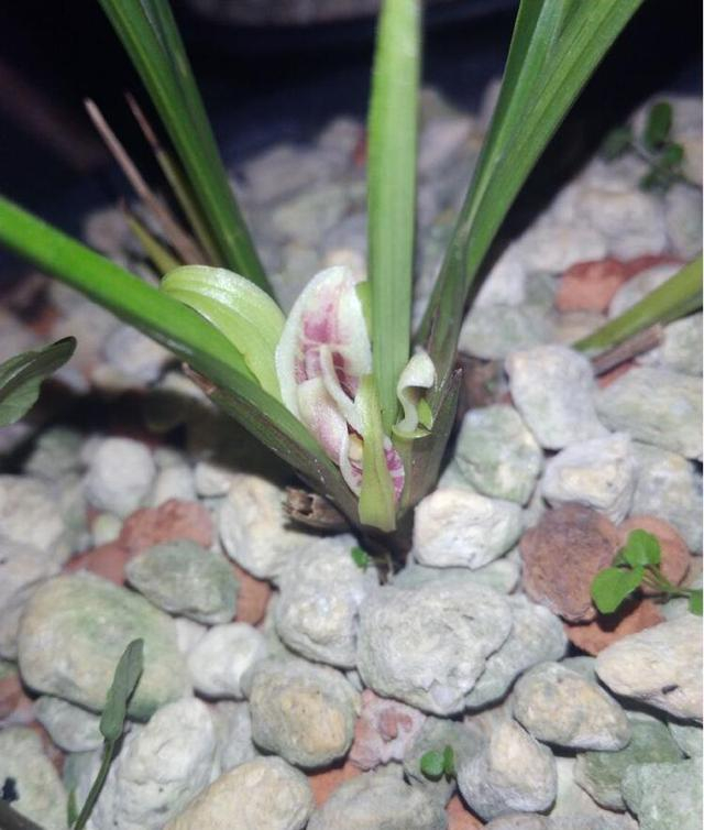 兰花叶中花的成因，兰花叶子当中会开花！|兰花|假鳞茎|兰花叶_新浪新闻