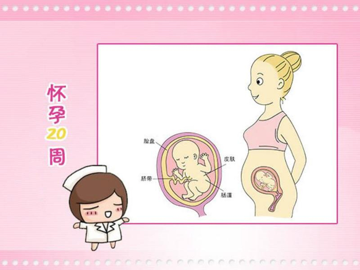 孕20周的胎儿长到什么程度了? 很多孕妈不清楚, 来听听医生的讲述