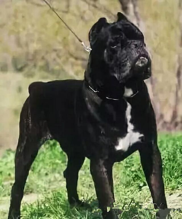 涨姿势——卡斯罗犬的四大欧洲豪门血统!|冠军|犬舍|世界冠军|意大利|奔驰_新浪新闻