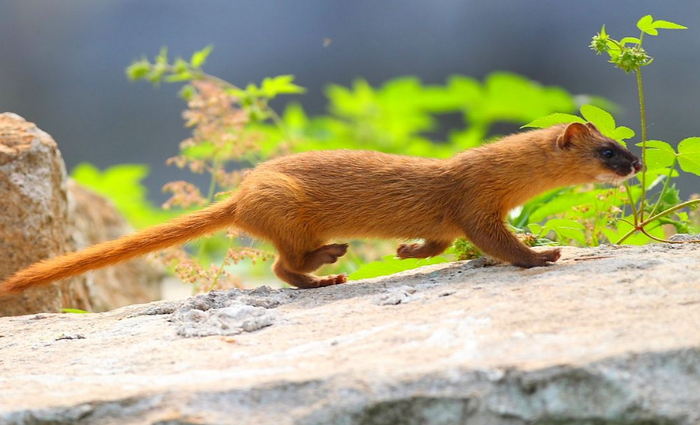 黄鼠狼喜欢吃鸡让农民财产受损失该如何防治