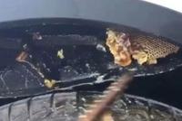 男子刚买的车里竟然藏着一大坨蜂巢 4S店的回复亮了